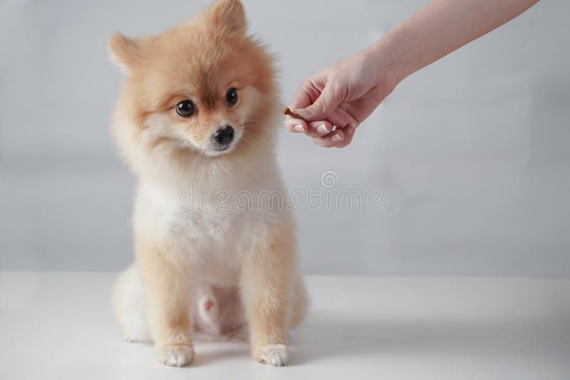Dog Breed or Pomeranian with Light Brown Hair Sitting and Waiting on White Table and White Background for Some Snack Stock Photo - Image of meal, food: 176540868 Dog Breed or Pomeranian with Light Brown Hair Sitting and Waiting on White Table and White Background for Some Snack Stock Photo - Image of meal, food: 176540868