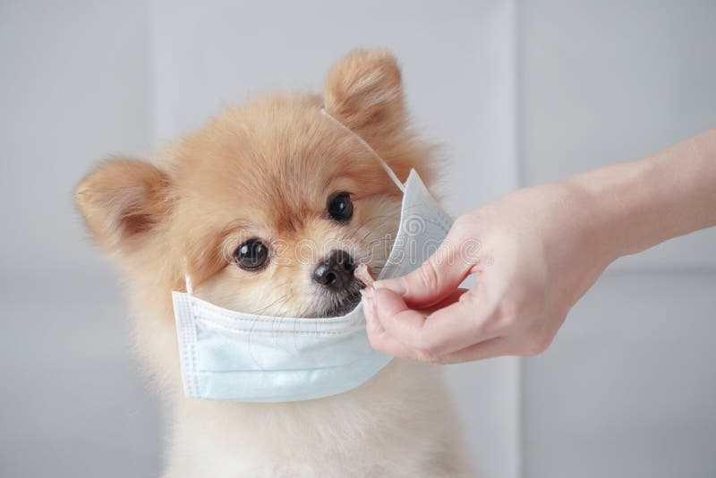 teacup pomeranian satılık