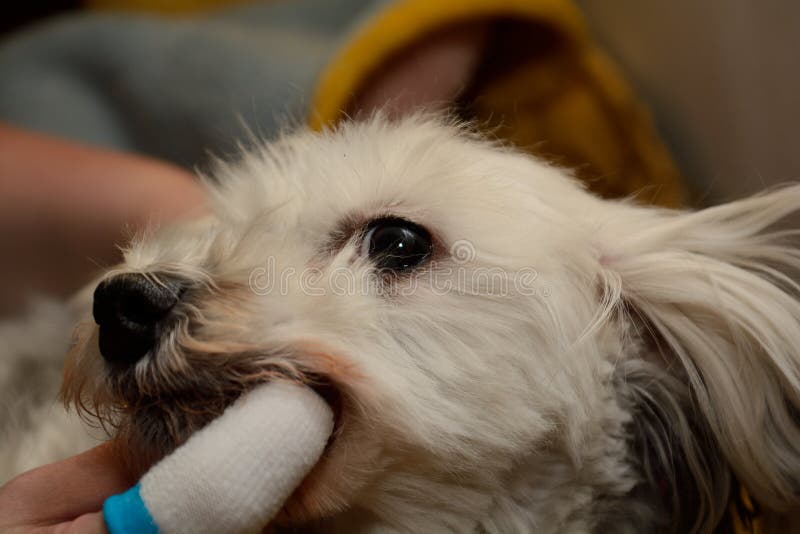 Dental care in a small dog stock image. Image of tartar 111866585