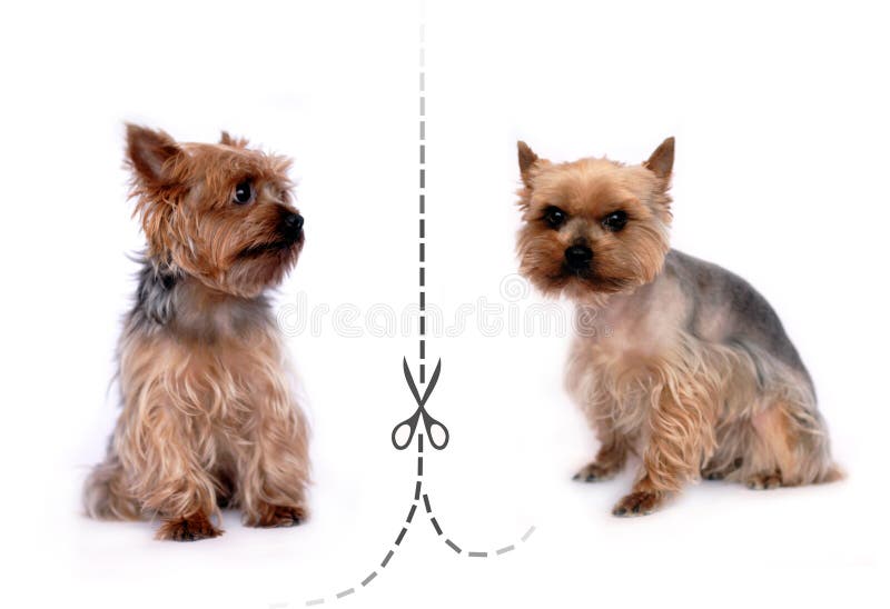 Evilin (Evilin) Photos