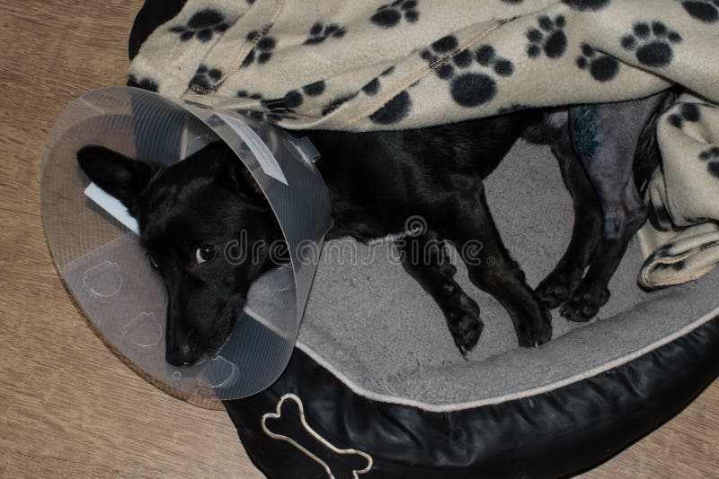Small Dog Lair Sick after Surgery at Home Closeup Sad Stock Photo - Image of happy, friend: 165762316 Small Dog Lair Sick after Surgery at Home Closeup Sad Stock Photo - Image of happy, friend: 165762316