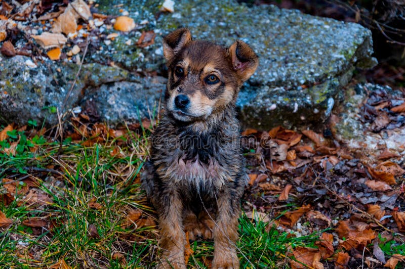 Pequeno el perro sobre el países cubierto de acuerdo a hojas en Bosque 