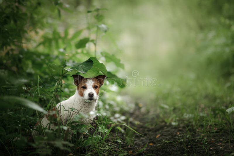 Small dog in the rain hides under a leaf