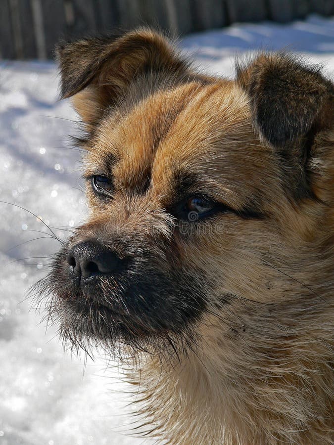 Small Dog with Small Beard 2