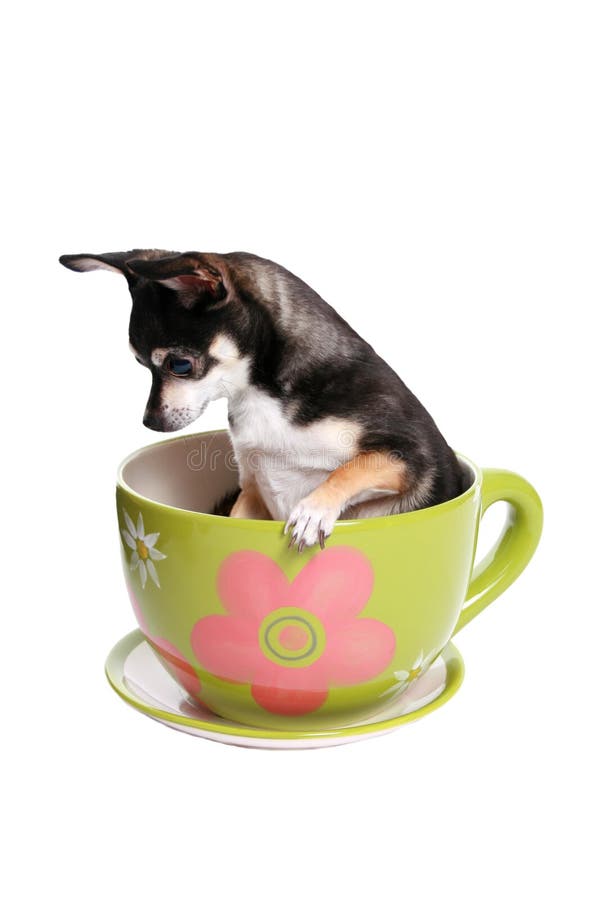 Можно собаке чай. Щенок в чашке. Маленькие щенки в чашке. Чашки для собак. Собака Cup Tea.