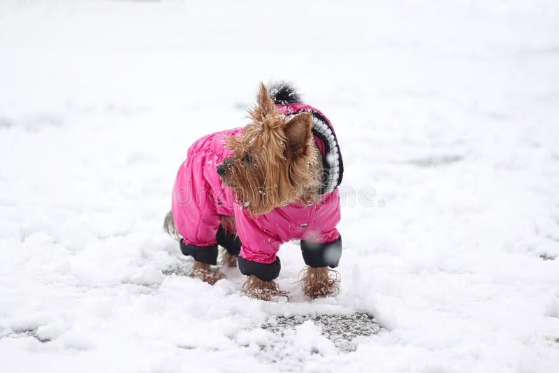 Small Dog in Warm Clothes on the Snow during a Snowfall Stock Photo