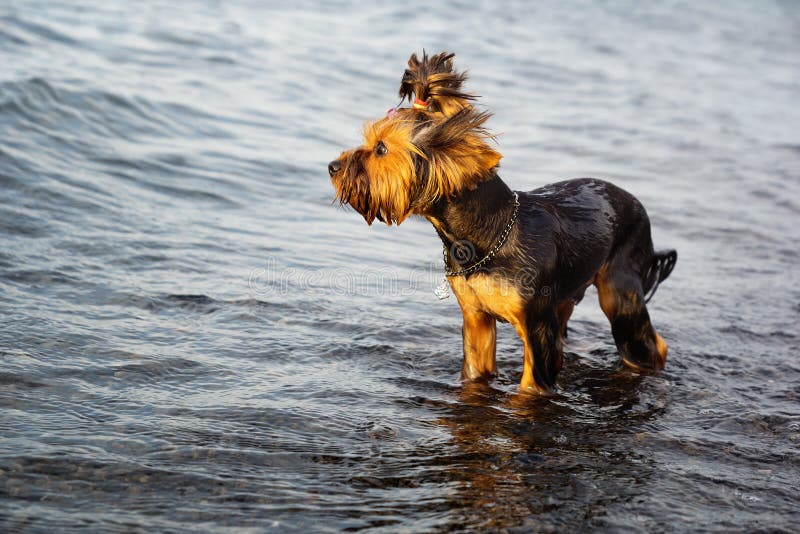 Small yorkshire terrier in the water. Single mini stock images, royalty-free photos and pictures
