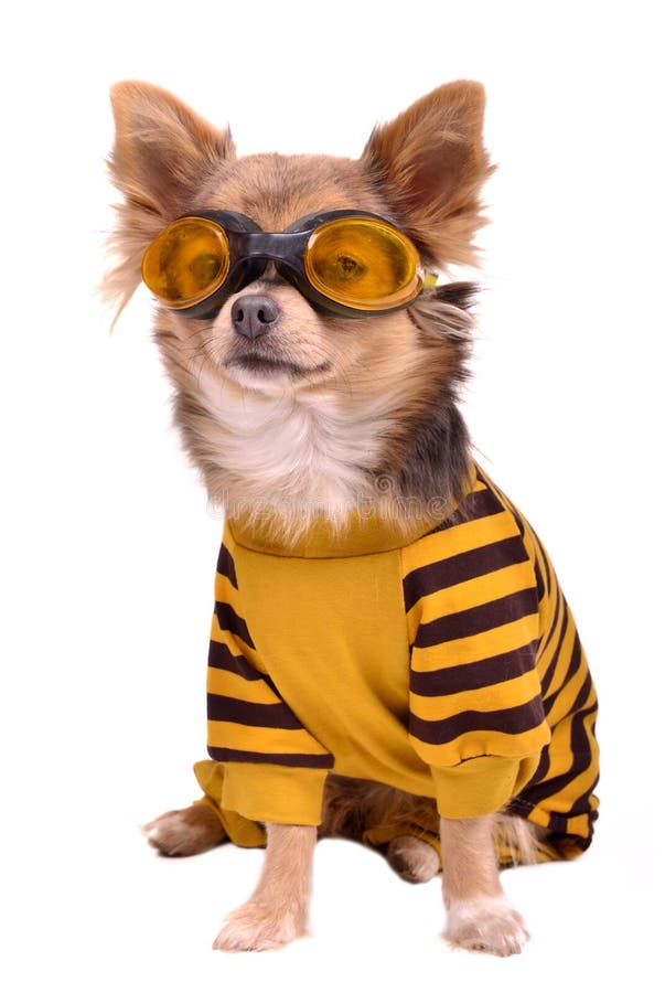 Small dog wearing yellow suit and goggles royalty free stock images Small dog wearing yellow suit and goggles royalty free stock images