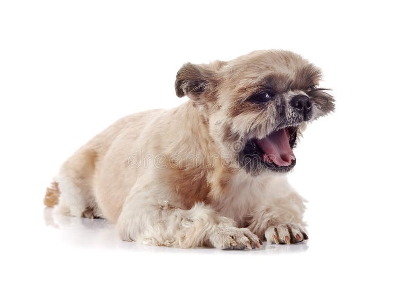 Small doggie of breed of a shih-tzu