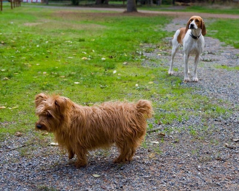 Small dogs in yard stock photo. Image of standing, canines 6722666
