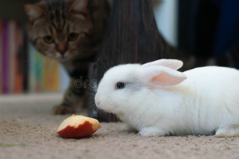 long haired floppy eared rabbit