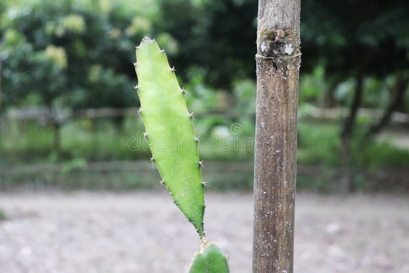 Small Dragon Fruit Tree in the Garden. Green Dragon Fruit Tree Stock