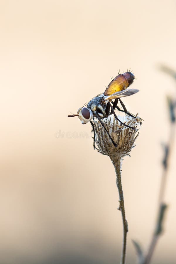 Small Dry Fly Bicolor Flower Stock Photo Image of balance, animal
