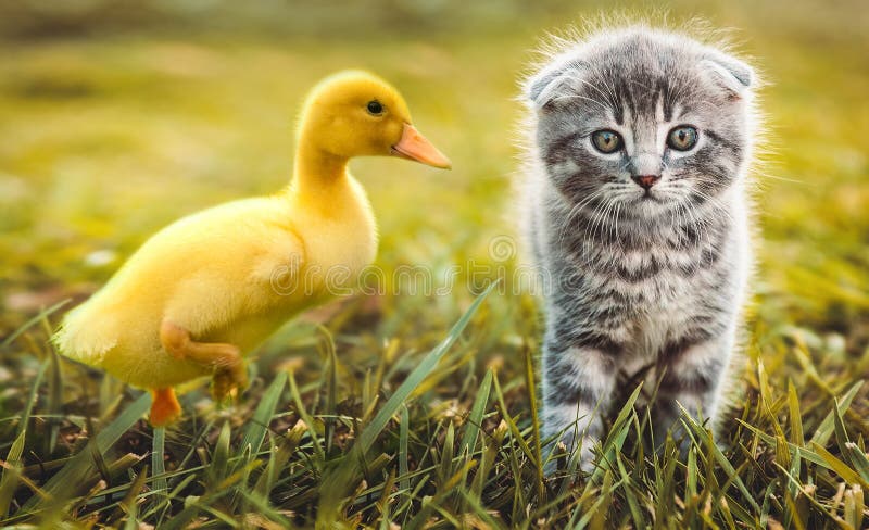 Small duckling outdoor playing with a cat on green grass