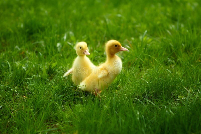 Small ducklings outdoor on green grass