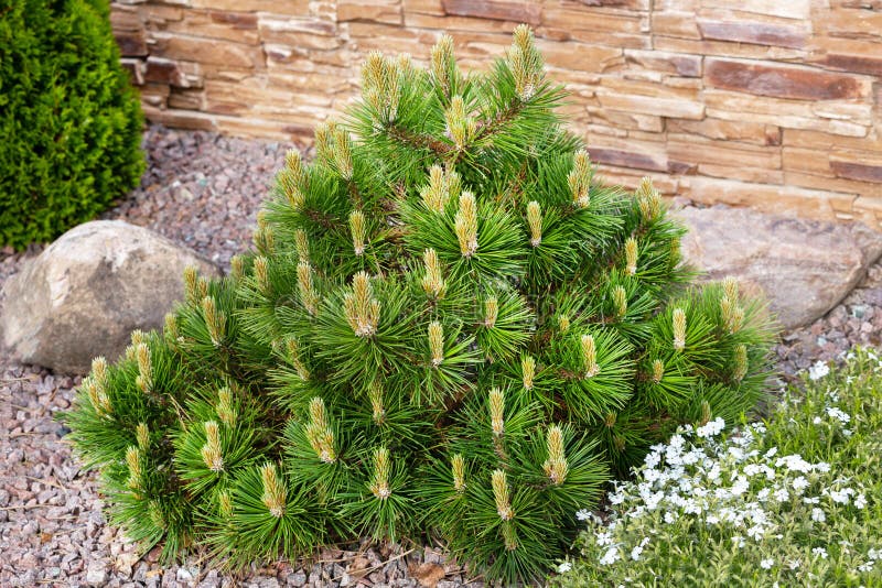 Small dwarf mountain pine with young buds in spring.Pinus mugo mughus for rock garden.Selective focus.Concept of beautiful