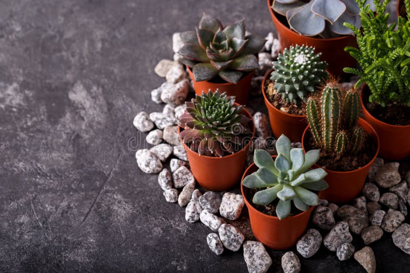 Small echeveria succulents and cactus