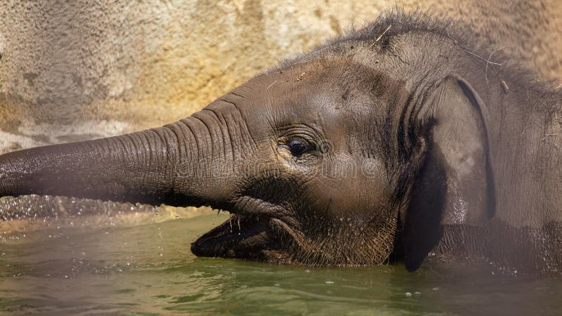 A small elephant is bathed in water royalty free stock image A small elephant is bathed in water royalty free stock image