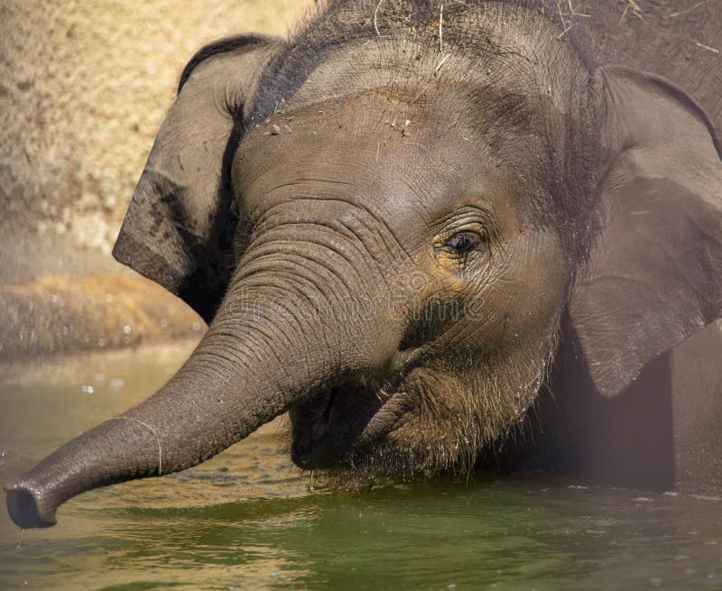A small elephant is bathed in water royalty free stock photo A small elephant is bathed in water royalty free stock photo