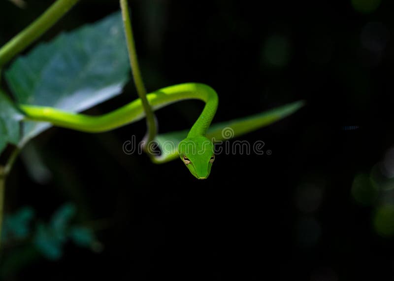 Small Exotic Bright Green Snake with the Black Background Stock Photo