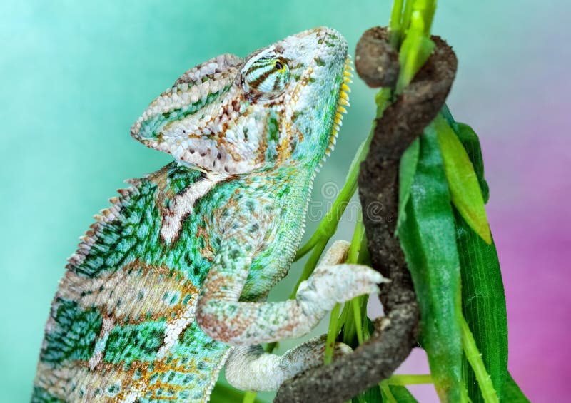 A small exotic green chameleon climbs on tree branches and preys on insects royalty free stock photos A small exotic green chameleon climbs on tree branches and preys on insects royalty free stock photos