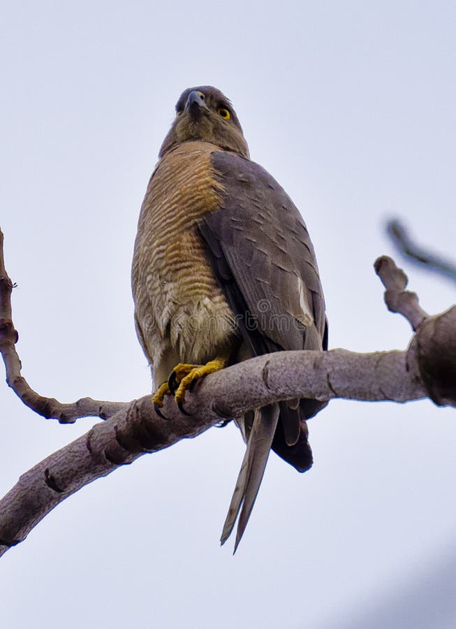 small falcons small falcons