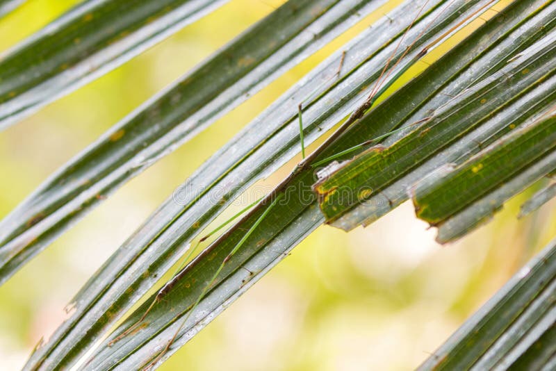 Small fancy stick insect perching on green leaf at Khao Yai National Park, Thailand stock images Small fancy stick insect perching on green leaf at Khao Yai National Park, Thailand stock images