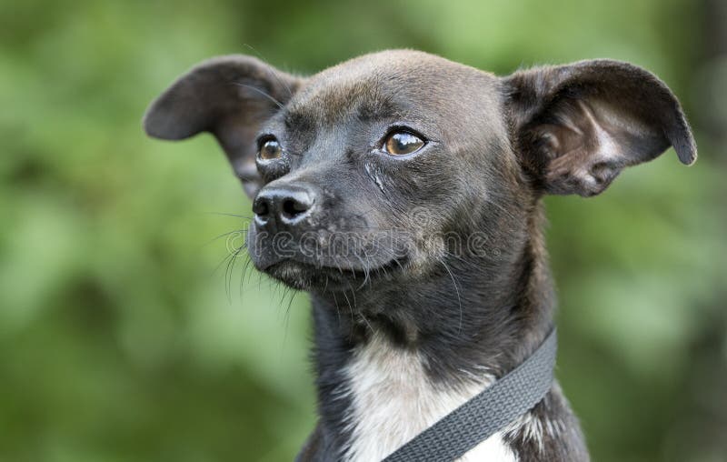 Chihuahua Mixed Breed Dog Pet Adoption Stock Image - Image of animal, humane: