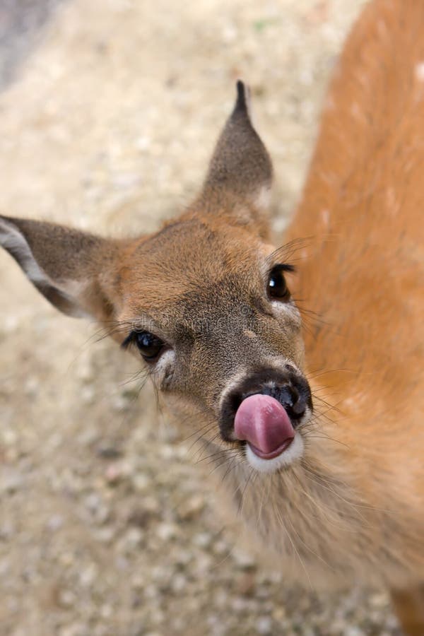 Small female deer licking it s lips and nose