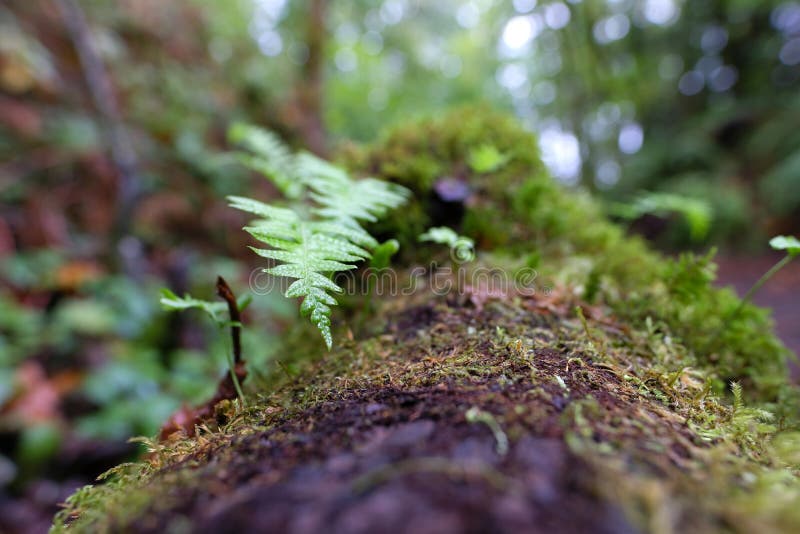Small ferns grow on a mossy log in the green wooded forest