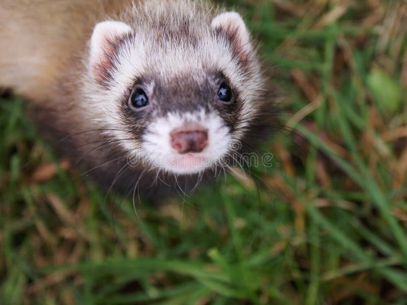 Small ferret stock image. Image of hunting, cute, pink 9291881