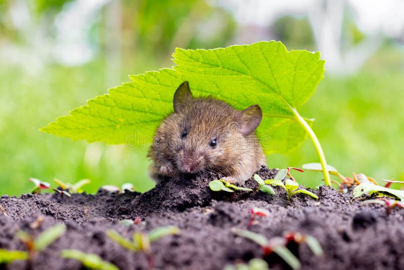 A small field mouse in the garden on the ground under a green leaf