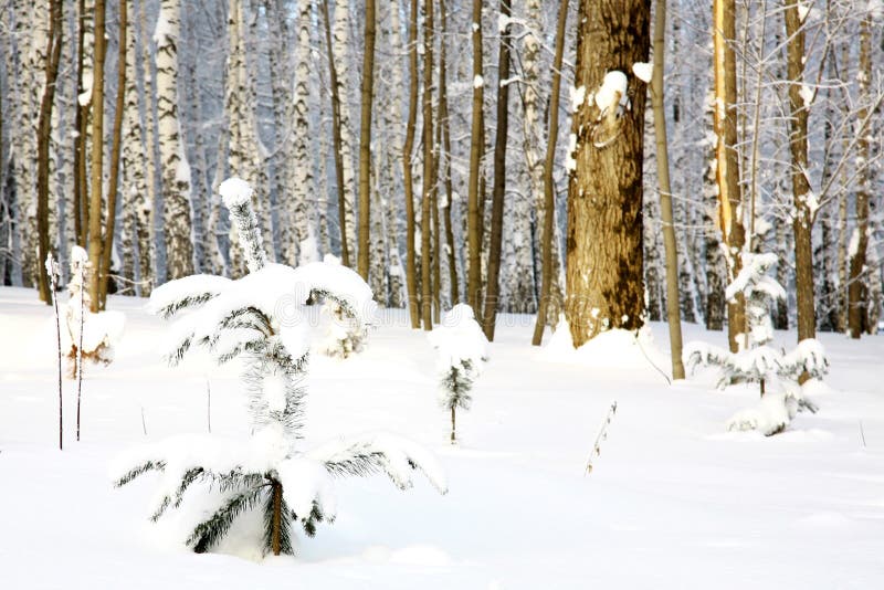 Small fir tree covered snow on birch grove background