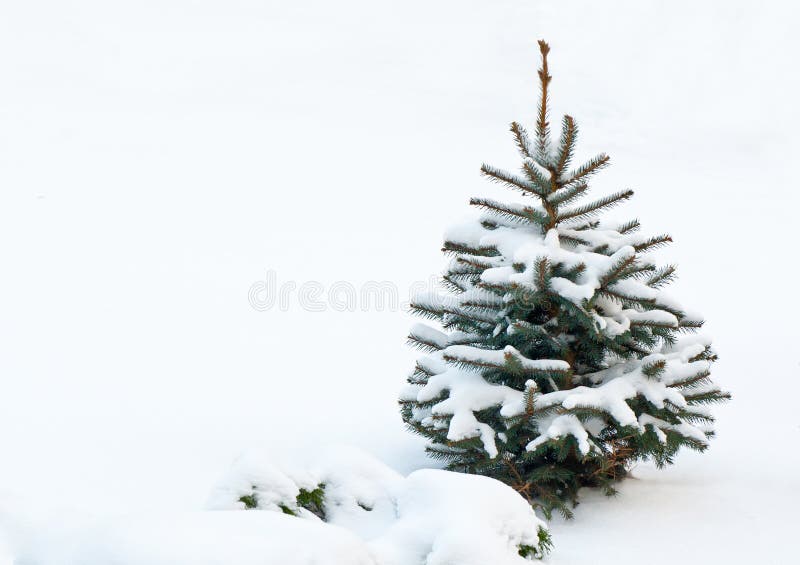Small fir tree, covered with snow stock image