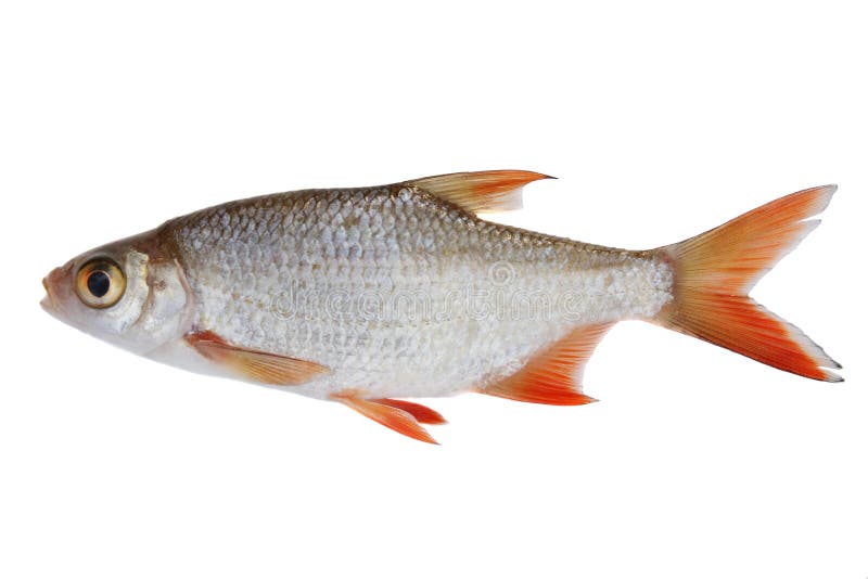 Small fish stock photo. Image of fishery, cyprinoid, isolated - 3033928