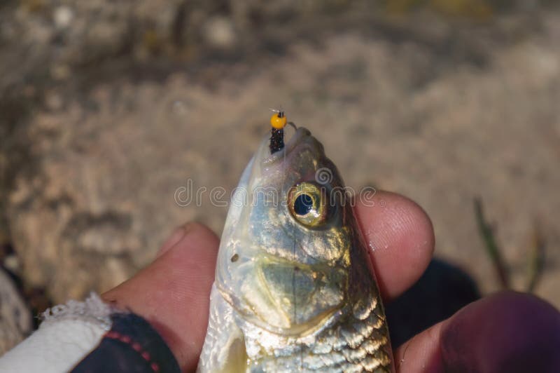 Small Fish Caught Fly Fishing. Tenkara Stock Image Image of angler, outside 190039341