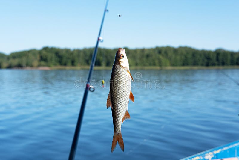 Small Fish Hanging on a Fishing Line on the Background of Blue