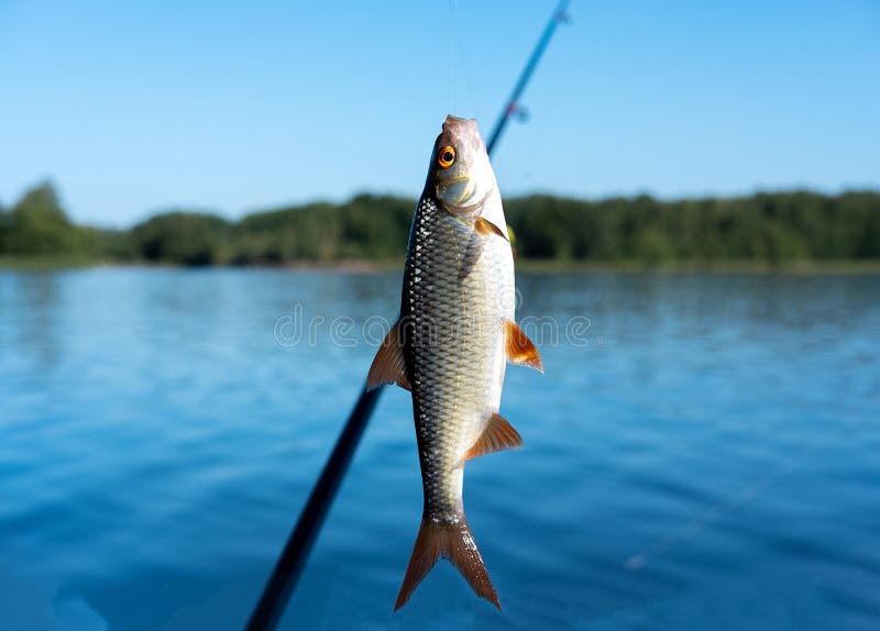 Small Fish Hanging on a Fishing Line on the Background of Blue