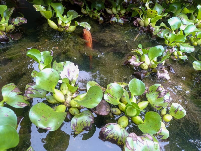 Small Fish Hiding among the Water Hyacinth Plants in the Pond Stock