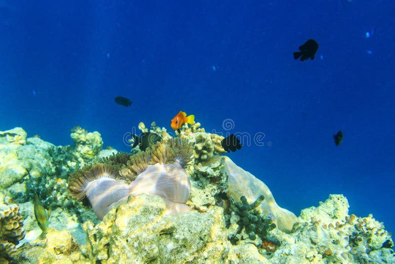 Small fish in an ocean stock photo. Image of marine - 108097148