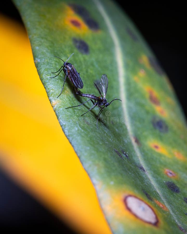 Small Flies on a Leaf on the Central Coast in Australia Stock Image