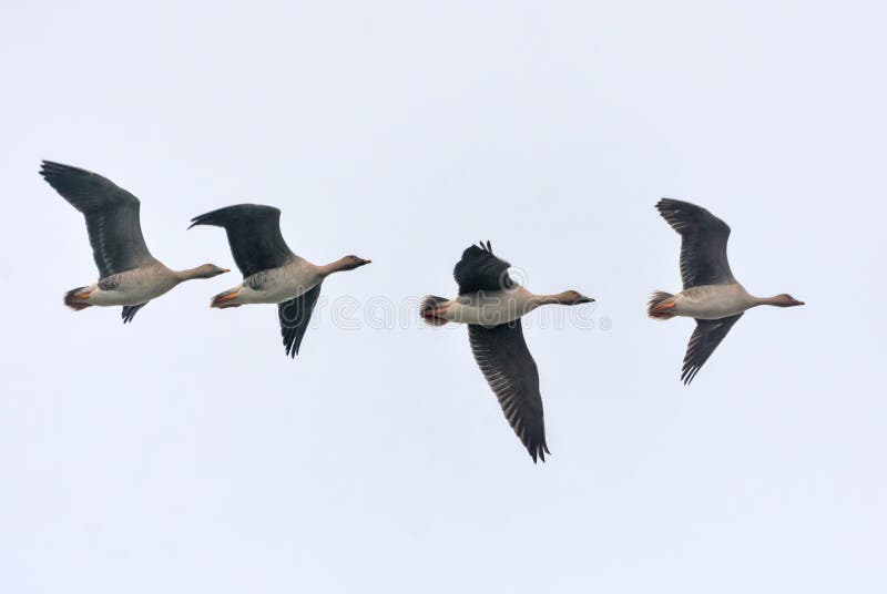 Small flock of bean geese tight fly in light sky close to each other in autumn