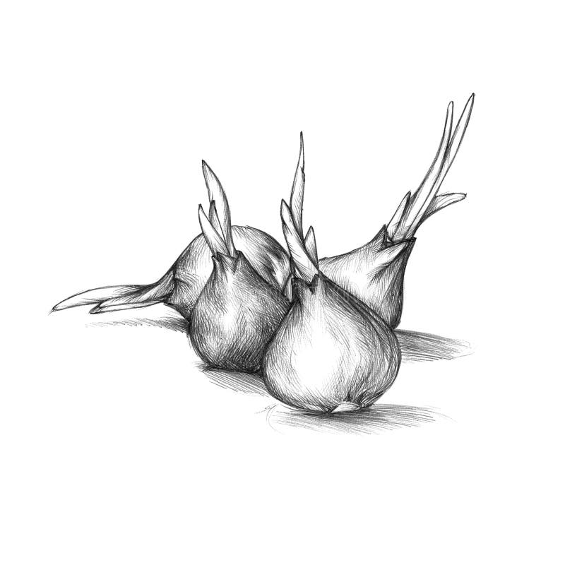 Flower bulbs stock vector. Illustration of flower, purple 3644315