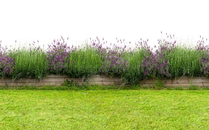 Small flower hedge isolated on white. Seamless endless pattern.