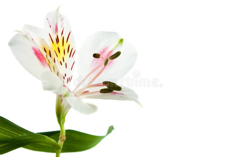 Small flower isolated