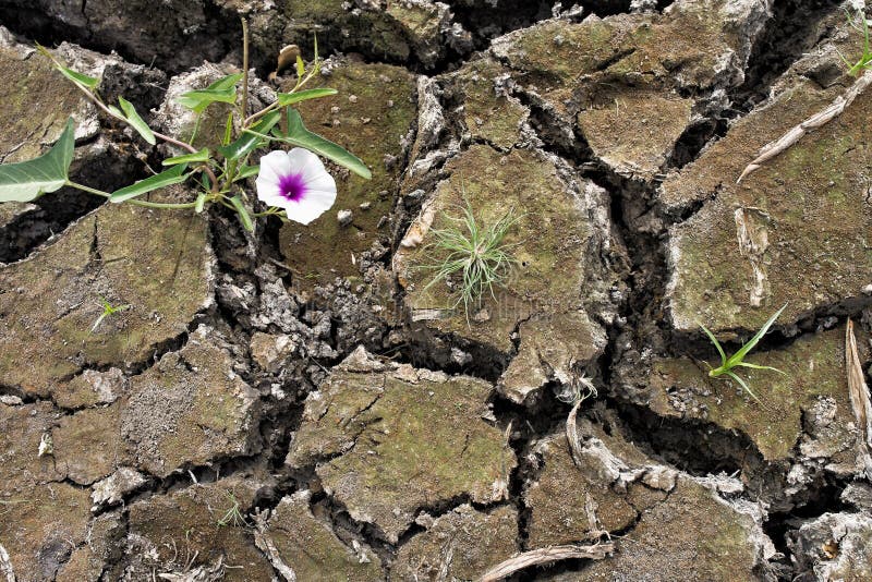 Small Flower Plant Growing in Dry Soil Stock Image Image of grass