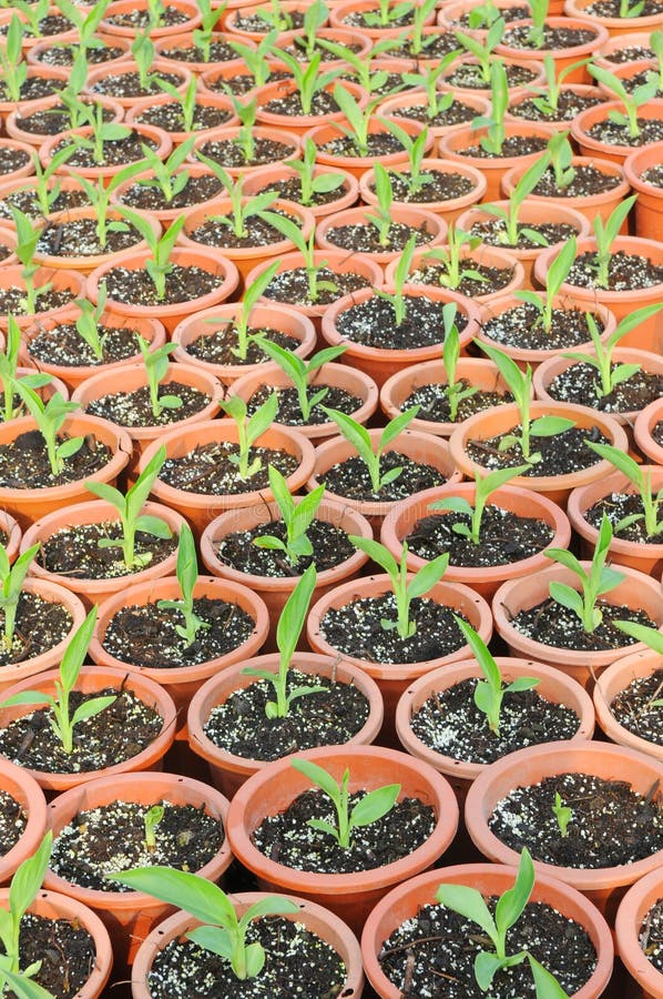 The small flower seedlings in plastic pots