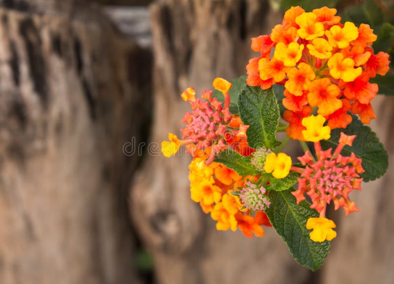 Small flowers.