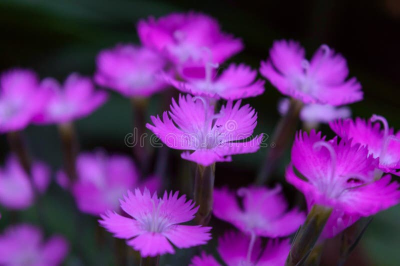 Small flowers of carnation stock image. Image of botany 118697775