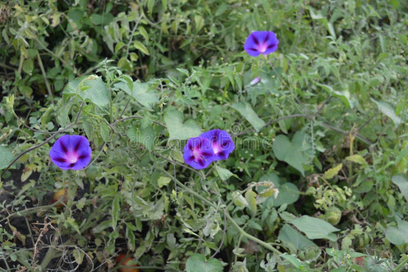 Small flowers of ipomoea or convolvulaceaeon a background of bushes tomato, purple white blossom, morning glory, water convolvulus royalty free stock images Small flowers of ipomoea or convolvulaceaeon a background of bushes tomato, purple white blossom, morning glory, water convolvulus royalty free stock images